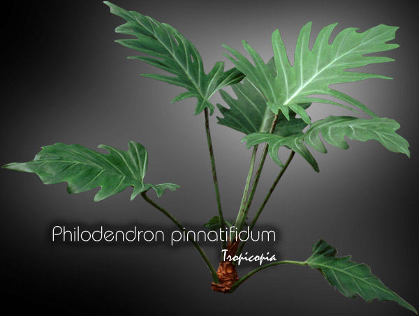 Philodendron - Philodendron pinnatifidum - Philodendron fougère  - Fernleaf Philodendron 